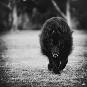 c81-Belgian Sheepdog on the prowl.jpg